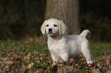 GOLDEN RETRIEVER 832